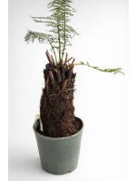 Dicksonia Antarctica